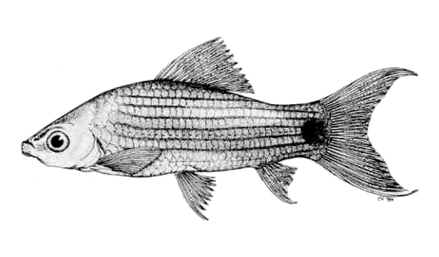 Labeo lineatus Boulenger, 1898